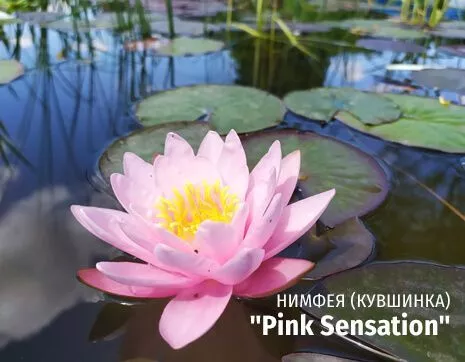 Pink Sensation
